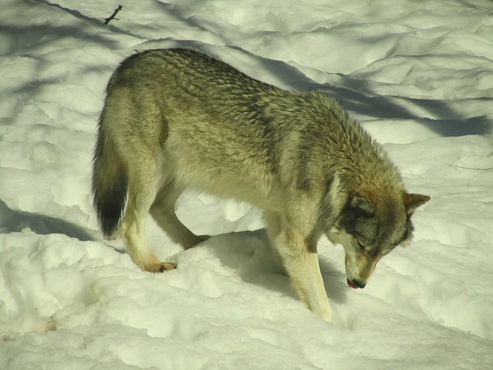 Loup dans la neige, animal associé à la loyauté et au groupe