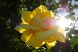 Rose Jaune : Signification symbolique & Histoire